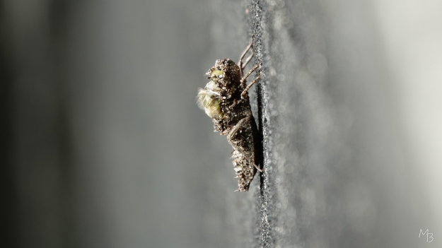Marian Buurman - het wonder der natuur; begin van een geboorte... - 